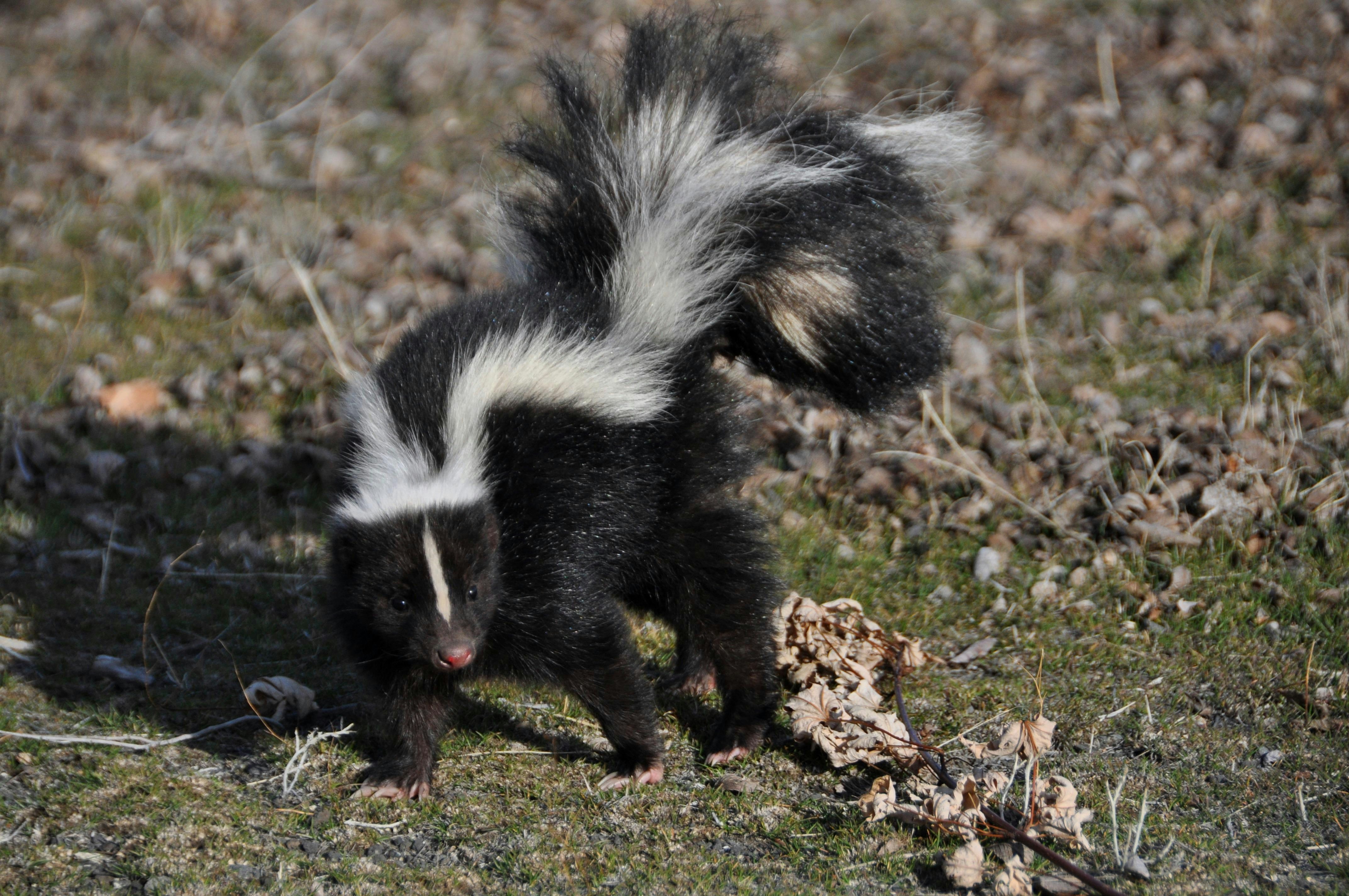 a standoffish skunk